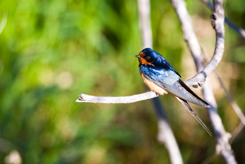 Barn Swallow